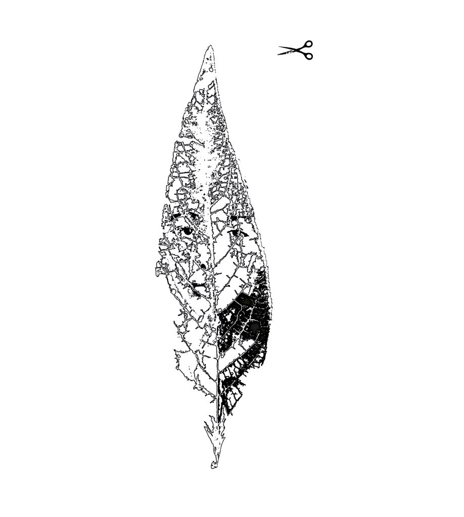 Anne Fraisse Logo Feuille